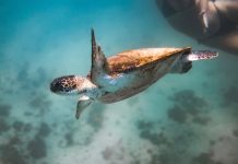 sea-turtle-ocean-under-water