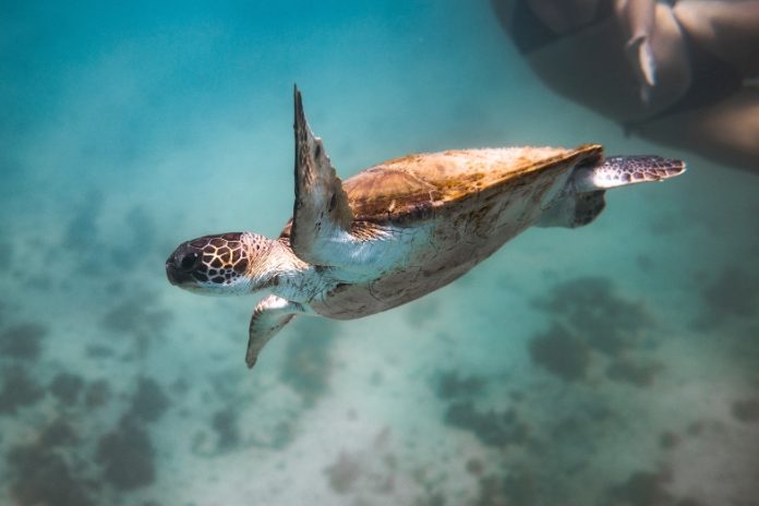 sea-turtle-ocean-under-water