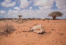 cow-dead-Somalia-drought-sky-clouds-bush-tree