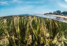 Seagrass-benjamin-i-jones-underwater-beach-green-trees