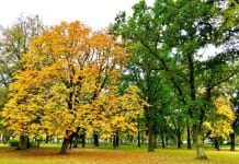 trees-hardwood-grass-nature-park