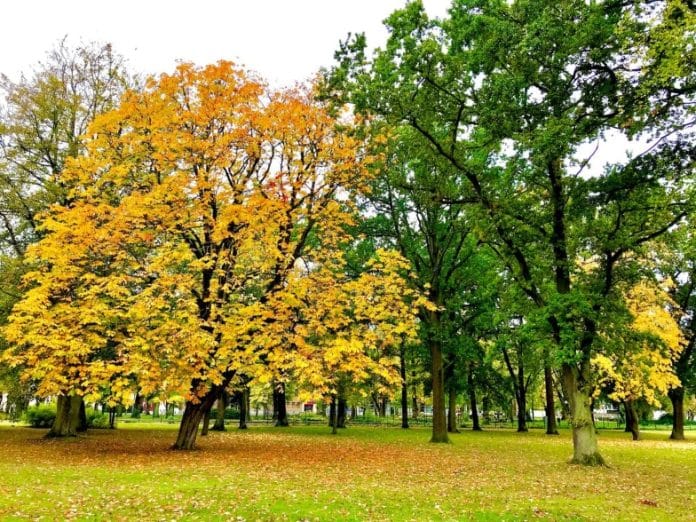 trees-hardwood-grass-nature-park