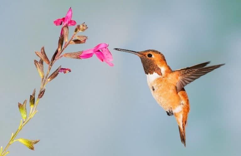 Hummingbird with flower