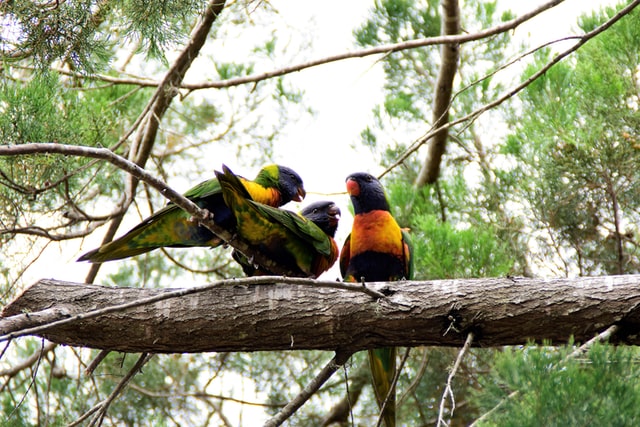 Parrots in tree