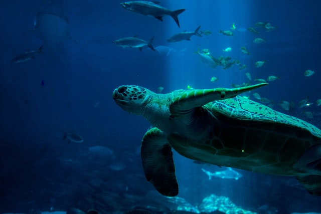 Turtle in the ocean