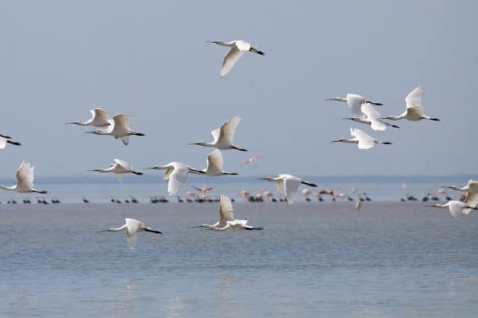 Eurasian Spoonbills spending the winter in Banc d'Arguin, Mauritania, copyright © Barend van Gemerden