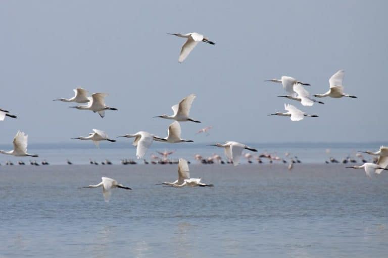 Eurasian Spoonbills spending the winter in Banc d'Arguin, Mauritania, copyright © Barend van Gemerden