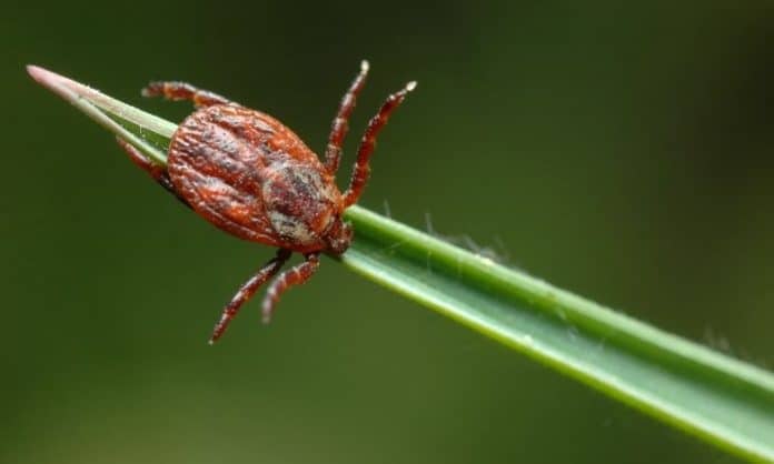 European Tick