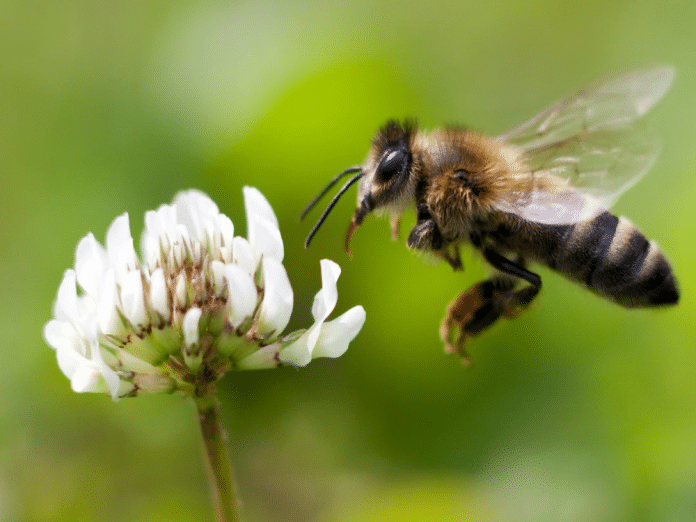 A native Irish honey bee and a flower