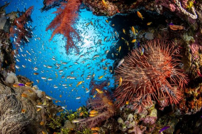 Ocean coral and fish