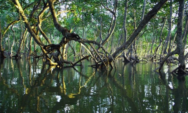 Mangrove forest, Photo © Unsplash/Timothy K