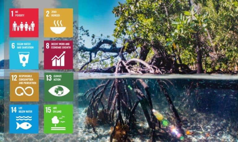 Mangroves for sustainable development