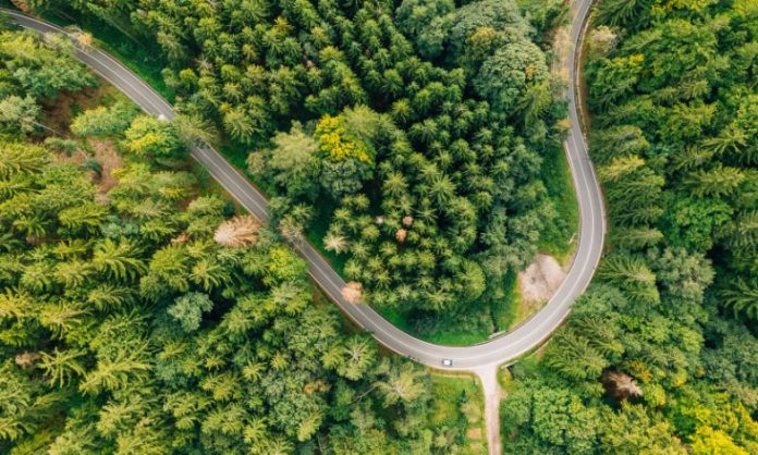 Road in the forest