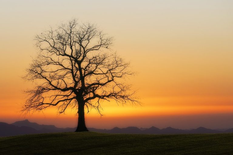 Tree in winter sun