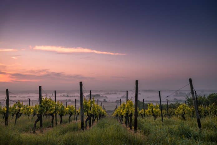 Wine making Denmark