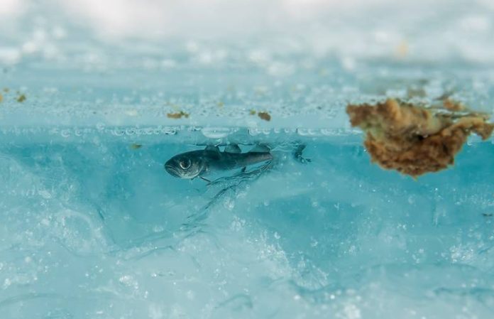 Polar cod in the ice.