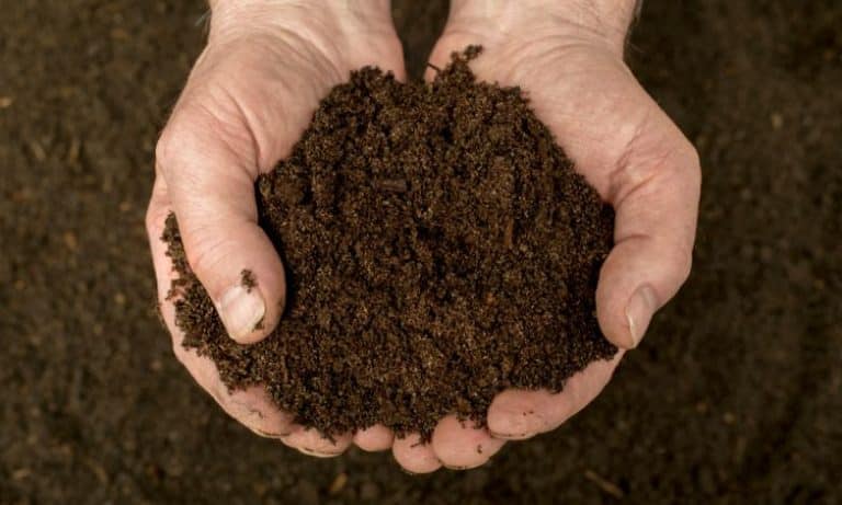 Photo of healthy compost ready for use