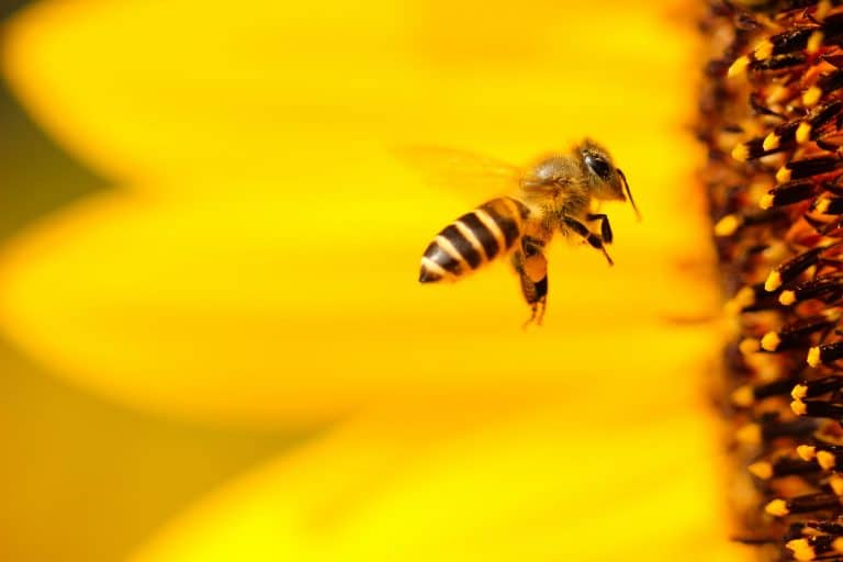 Working bee collecting pollen from a flower. © Boris Smokrovic | Unsplash