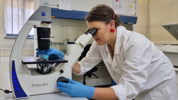 MSCFP student working with a microscope. Photo © Amelia Jansen van Vuuren