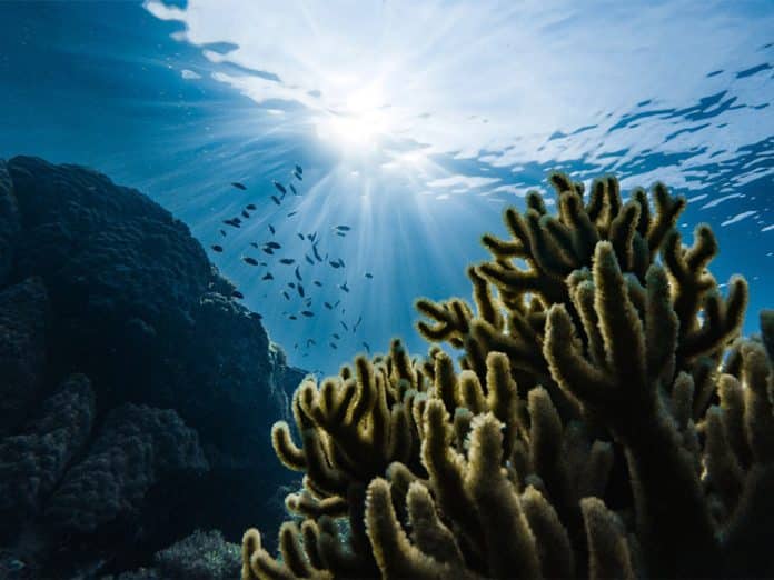 Corales verdes bajo el agua. Foto: Marek Okon/Unsplash