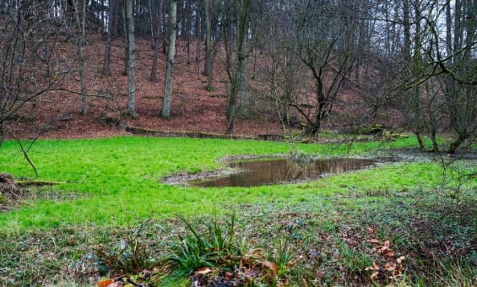 The Sonian Forest wetlands