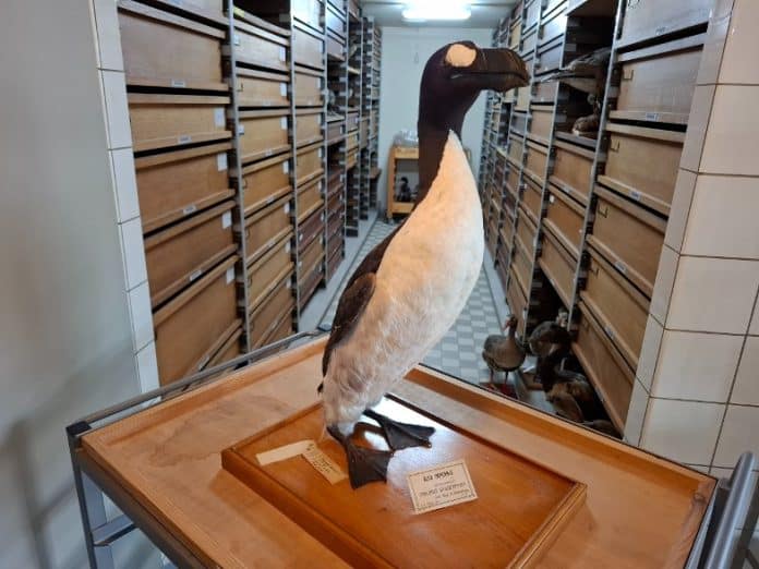 Stuffed Great Auk, Royal Belgian Institute of Natural Sciences, Brussels, Belgium © Björn Malmquist/RÚV