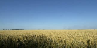 Fotografía de los campos de trigo en Izium, Járkiv, Leticia Álvarez