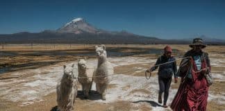 pastoras-de-alpacas-Bolivia--IFAD-Carlos-Sánchez-Navas