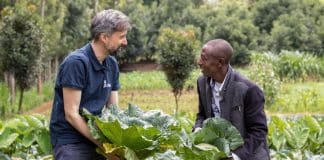 Álvaro Lario-FIDA-cosechando repollos-kenia-Foto-IFAD-Joe Kinyanjui Kageni