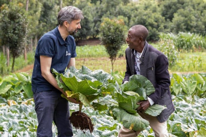 Álvaro Lario-FIDA-cosechando repollos-kenia-Foto-IFAD-Joe Kinyanjui Kageni