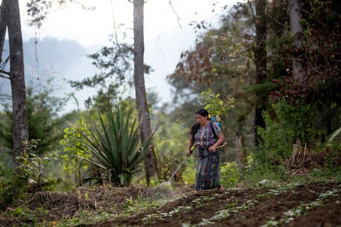 agricultora-de-Chichel-Guetemala-foto-FIDA-Santiago-Billy-Factstory