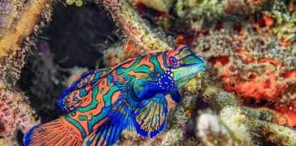 mandarin fish