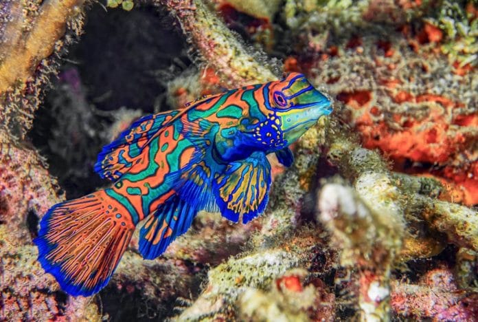 mandarin fish