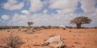 Somalia-kuivuus-OCHA