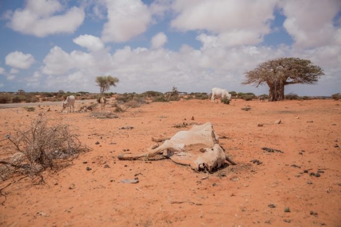 Somalia-kuivuus-OCHA