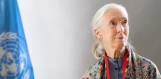 Jane Goodall