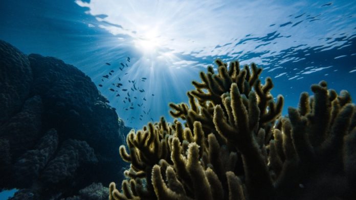 Profondeur d'un océan avec des coraux et poissons