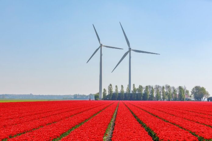 Eoliennes et champ de fleurs