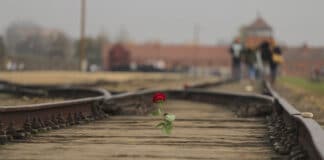 rose sur rails Auschwitz