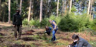 des personnes plantent des arbres à l'arboretum de tervuren