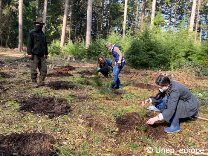 des personnes plantent des arbres à l'arboretum de tervuren