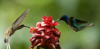 Deux oiseaux qui butinent pour représenter la COP15 biodiversité - COP26 climat