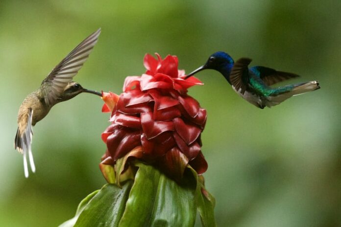 Deux oiseaux qui butinent pour représenter la COP15 biodiversité - COP26 climat