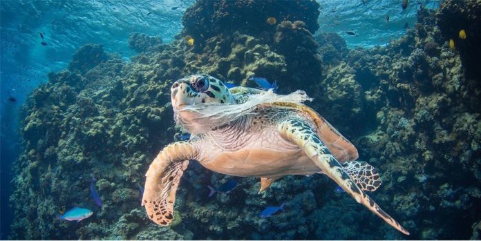 tortue marine face à la pollution plastique des océans