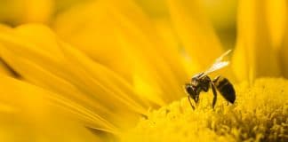 Abeille butinant un tournesol