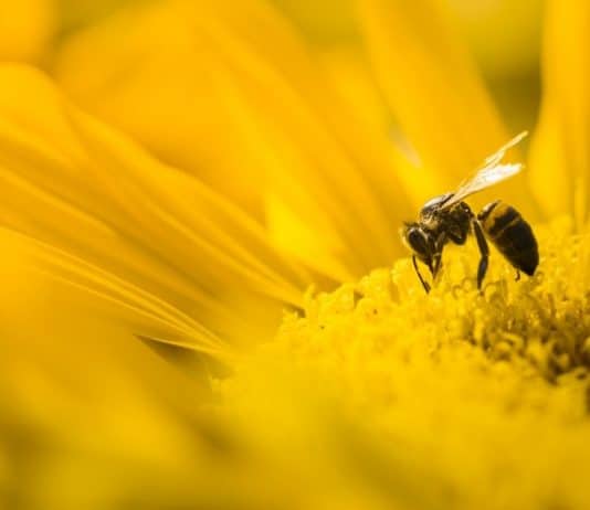 Abeille butinant un tournesol