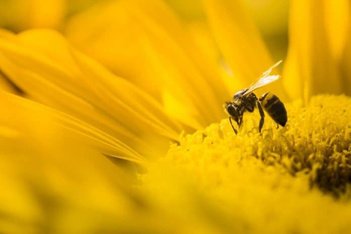 Abeille butinant un tournesol