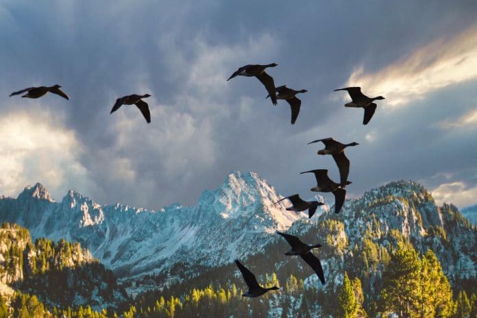 vol d'oiseaux migrateurs sur fond de montagne