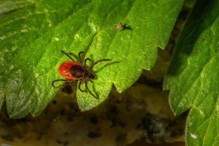 Tique sur une feuille verte