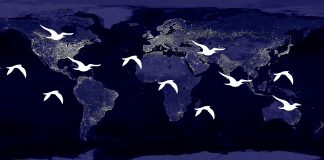 vue de la terre de nuit avec lumières des villes, et oiseaux